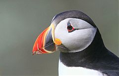 Atlantic Puffin